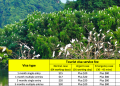 How to get a Tourist visa to Vietnam from Battambang