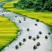 Vietnam visa for Singaporean citizens