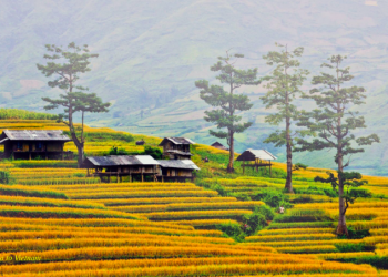 Vietnam visa requirements for Danish citizens