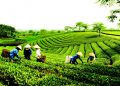 Vietnam tourist visa from Peru