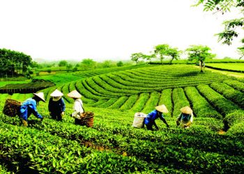 Vietnam tourist visa from Peru