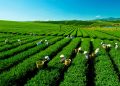 Vietnam tourist visa for Icelandic Citizens