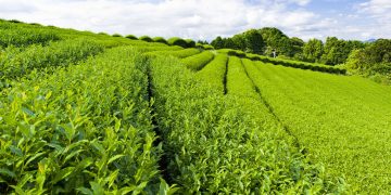 Vietnam Visa on arrival for Czech Citizens