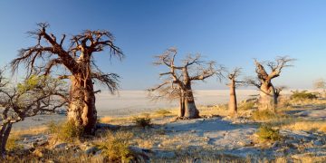 How to apply for a Vietnam business visa from Botswana