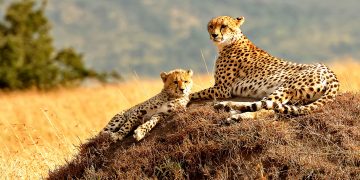 How to apply for a Vietnam business visa from Kenya