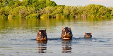 How to apply for a Vietnam tourist visa from Botswana