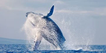 How to apply for a Vietnam business visa from Sao Tome and Principe