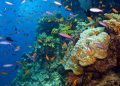 How to apply for a Vietnam tourist visa from Cape Verde