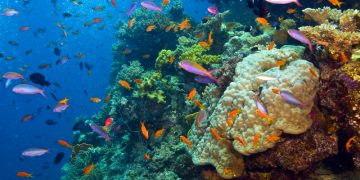 How to apply for a Vietnam tourist visa from Cape Verde