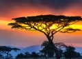How to apply for a Vietnam business visa from Tanzania