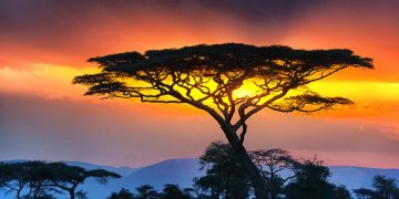 How to apply for a Vietnam business visa from Tanzania