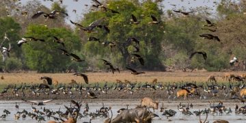 How to apply for a Vietnam tourist visa form Chad?