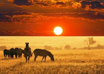 How to get a Vietnam tourist visa from Tanzania