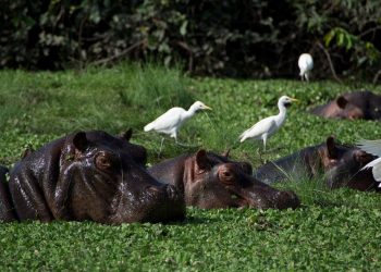 Vietnam visa on arrival for Guinea-Bissauan Citizens