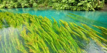 Vietnam visa on arrival for Guinean citizens