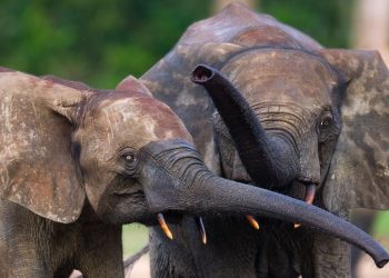 Vietnam visa requirements for Central African Republic citizens