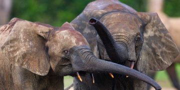 Vietnam visa requirements for Central African Republic citizens