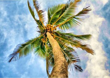 Vietnam visa requirements for Somali citizens