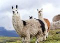 How to apply for a tourist visa from Ecuador
