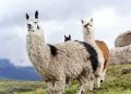 How to apply for a tourist visa from Ecuador