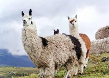 How to apply for a tourist visa from Ecuador