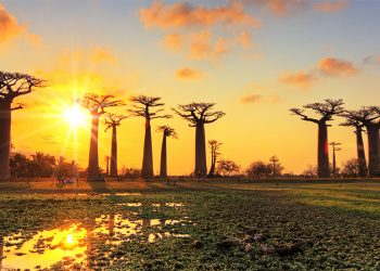 Vietnam visa requirements for Malagasy citizens