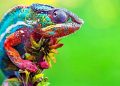 How to apply for a tourist visa from Madagascar
