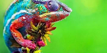 How to apply for a tourist visa from Madagascar