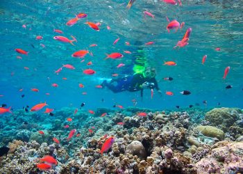 Vietnam visa on arrival for Palauan citizens