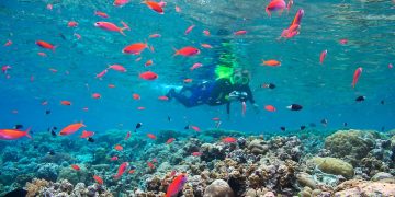 Vietnam visa on arrival for Palauan citizens