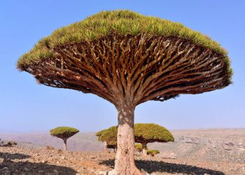 Vietnam visa on arrival for Yemeni citizens