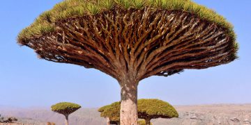 Vietnam visa on arrival for Yemeni citizens