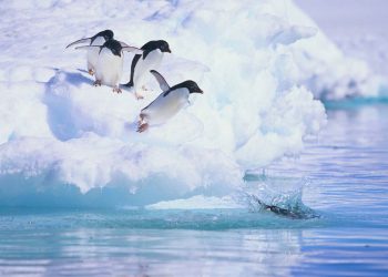 Vietnam business visa in Antarctica