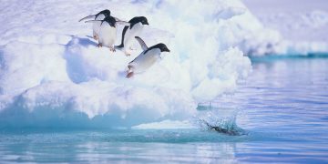 Vietnam business visa in Antarctica