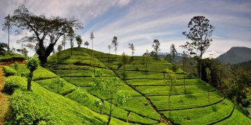 How to apply for a Vietnam business visa from Sri Lanka