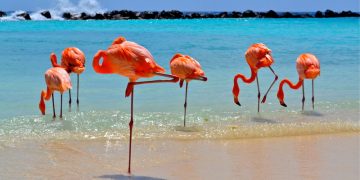 How to apply for a Vietnam tourist visa from Aruba