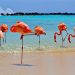 How to apply for a Vietnam tourist visa from Aruba
