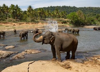 Vietnam visa on arrival for Sri Lankan citizens