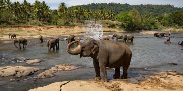 Vietnam visa on arrival for Sri Lankan citizens