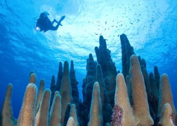 Vietnam business visa in Cayman Island