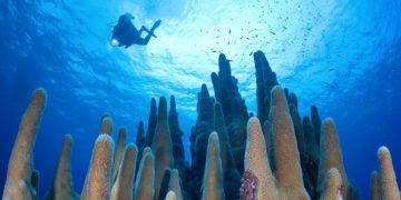 Vietnam business visa in Cayman Island