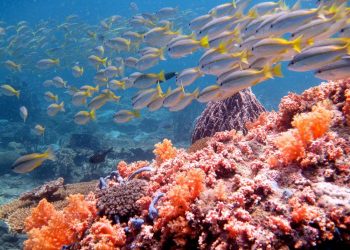 Vietnam business visa for Timor-Leste citizens