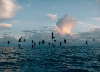 Vietnam business visa from Tokelau