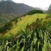 Vietnam visa on arrival for Saint Helena citizens