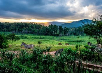 Vietnam visa requirements for Swazi citizens