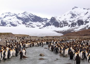 Vietnam tourist visa for South Georgia and the South Sandwich islands citizens